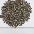 High Quality Sunflower Seed 5009  Market Price For Sale with Export Sunflower Seeds